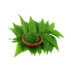 Neem Leaf